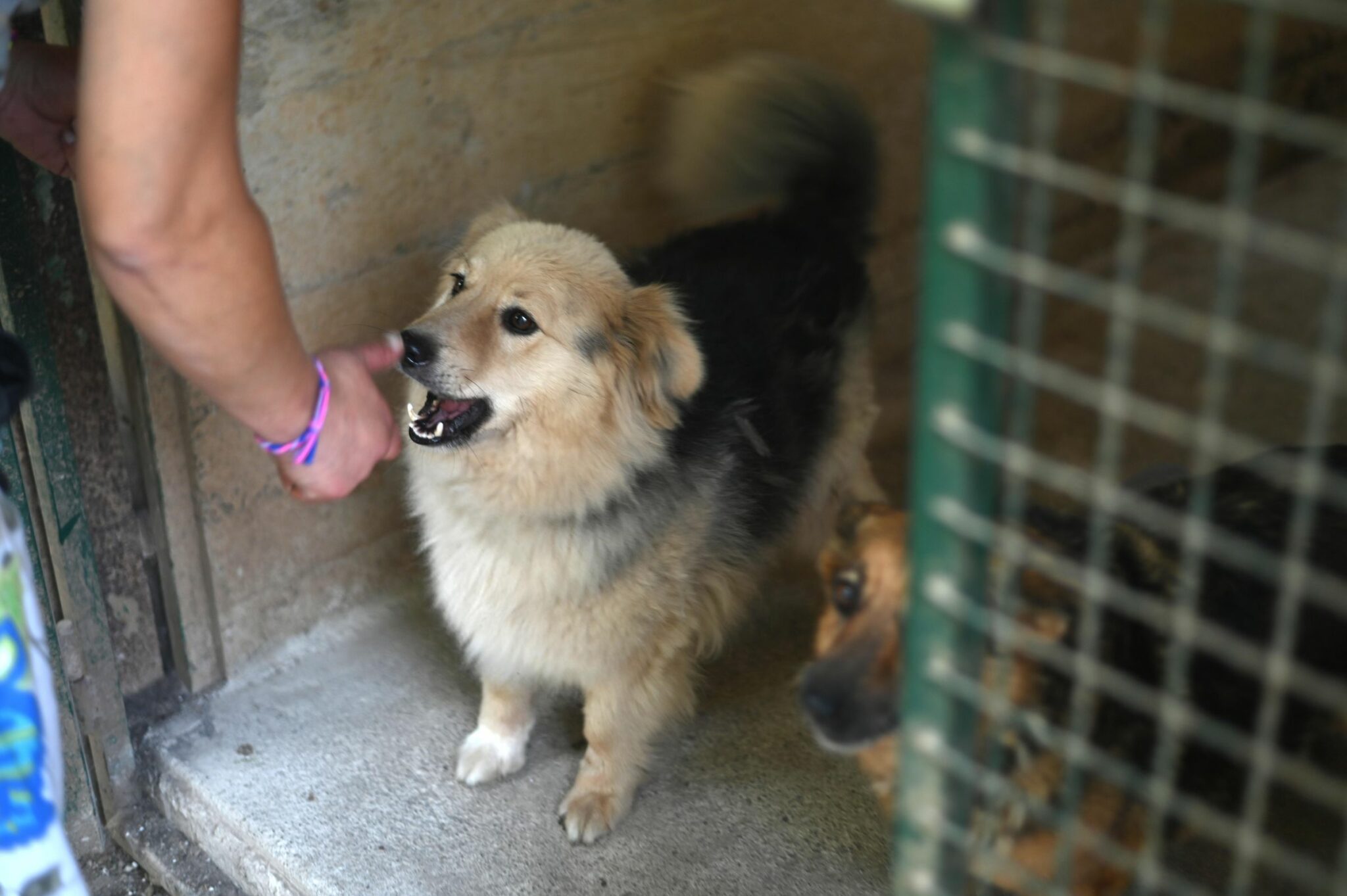 Veterinarska inspekcija zabranila rad crikveničkom nelegalnom skloništu