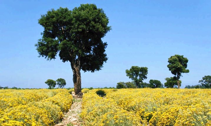 Polje smilja