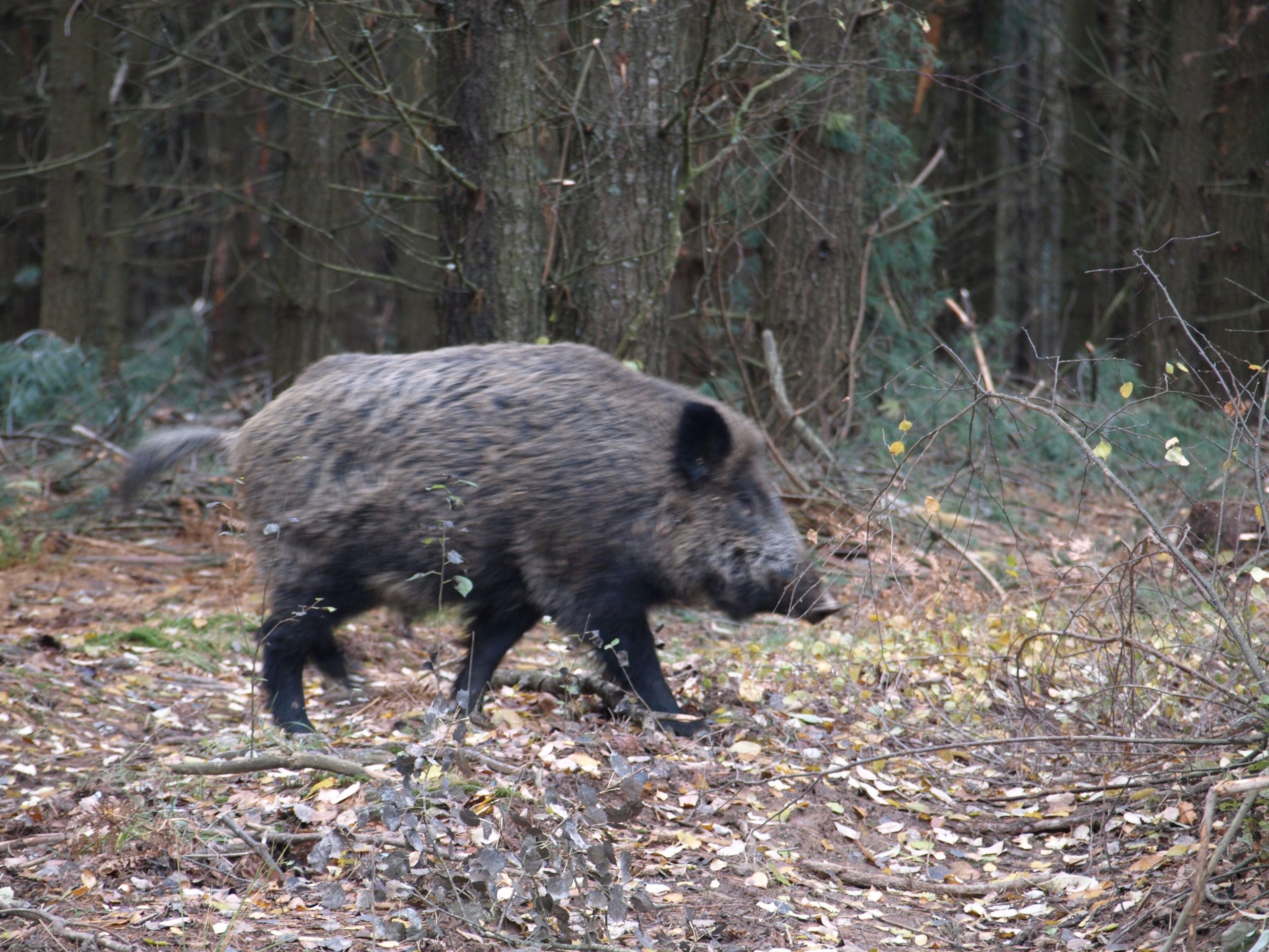 Foto: Arhiva NL