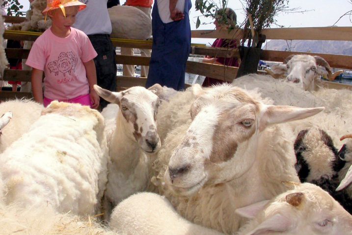 U nedjelju Razgon – tradicionalna pastirska fešta i izložba krčke ovce / Snimio M. TRINAJSTIĆ