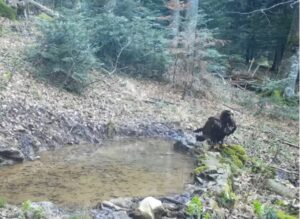 Na Plitvicama nakon 71 godinu snimljen suri orao, jedna od najvećih ...