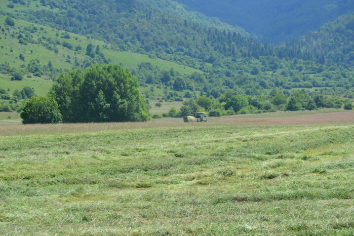 Otkosi trave u Ličkom polju padaju, a i kvaliteta nije najbolja / Snimio Marinko Krmpotić