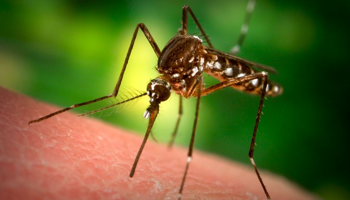 Virus se najčešće širi malenim mušicama Culicoides paraensis, no mogu ga prenijeti i komarci / Foto GLAS SLAVONIJE