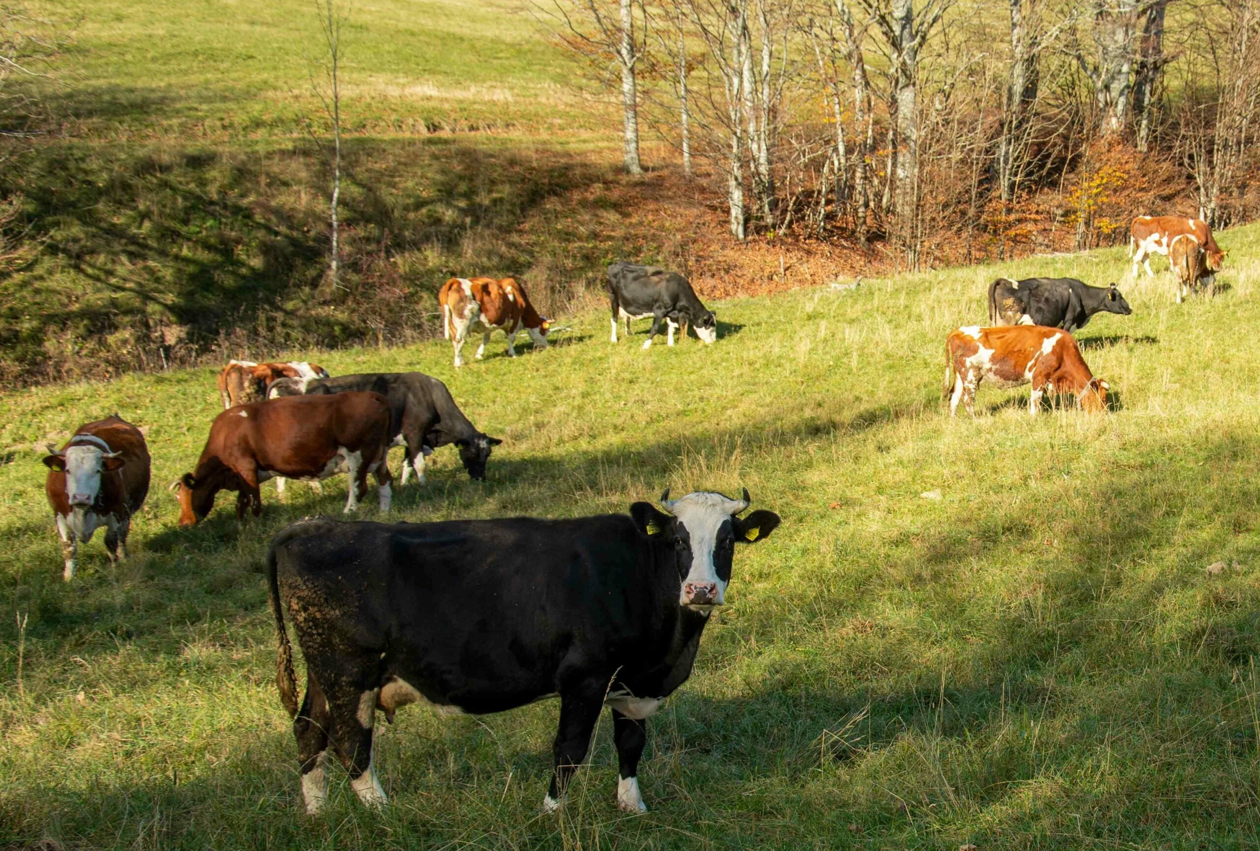 Arhiva NL