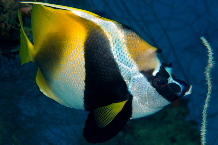 https://reefguide.org/pixhtml/maskedbannerfish3.html