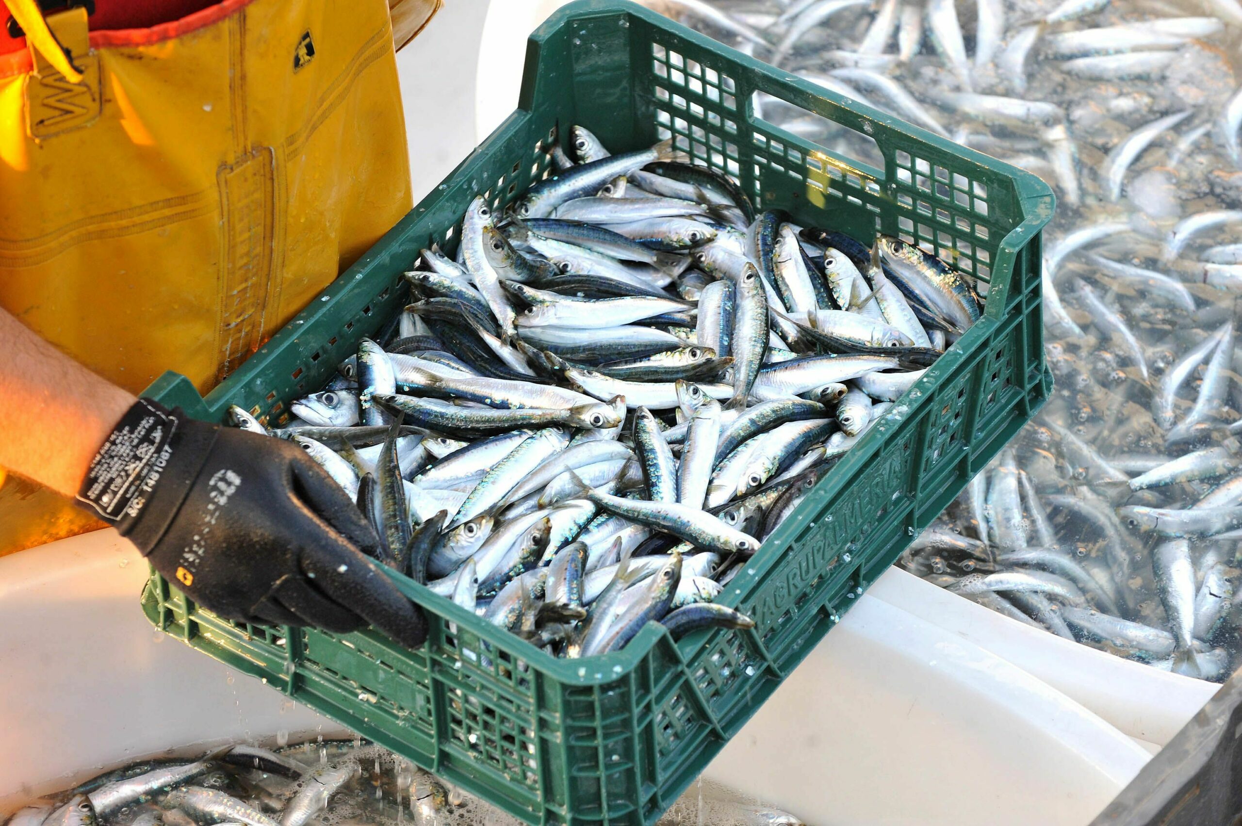 Potrebni su daljnji napori u rješavanju aktualnih problema u ribarstvu / Foto ARHIVA NL