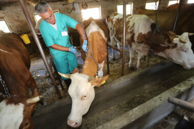 Sve je manje interesa mladih za veterinarski rad po selima i s farmskim životinjama / Foto MARKO MRKONJIĆ/PIXSELL