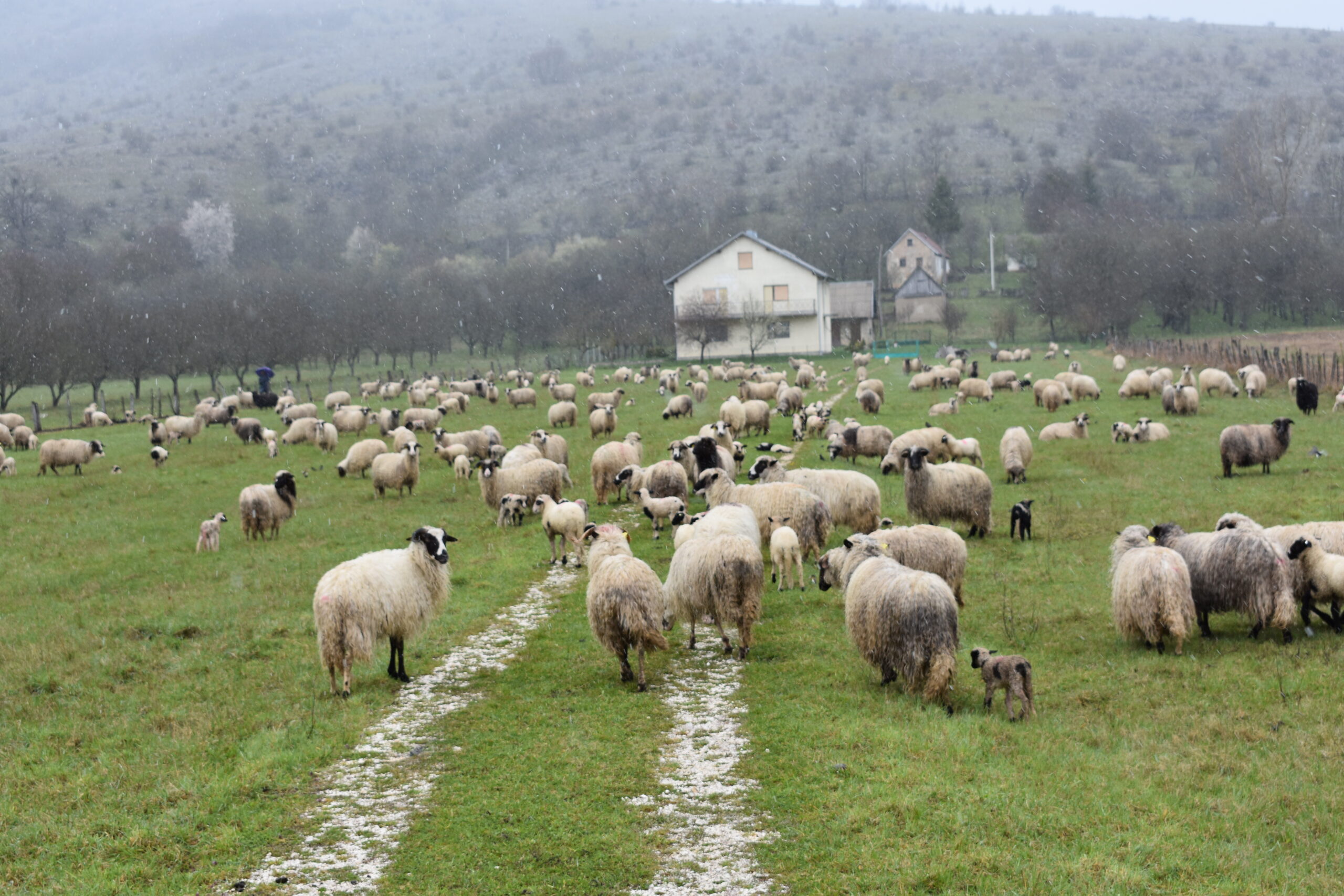 Foto Marin Smolčić / arhiva NL