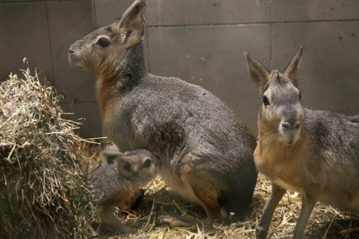 Foto Zagrebački ZOO