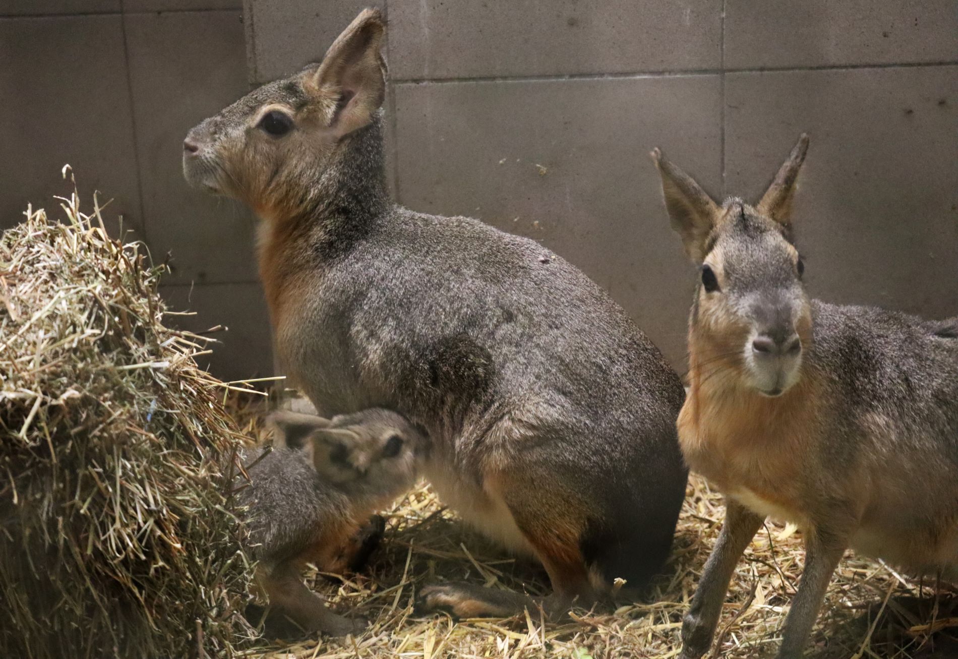 Foto Zagrebački ZOO