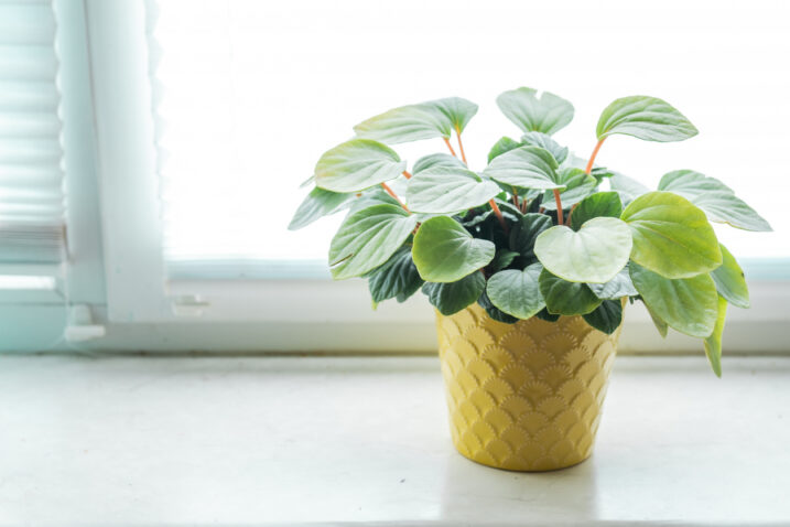 Peperomia Caperata, Foto: iStock