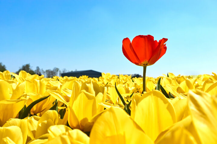 Foto: iStock