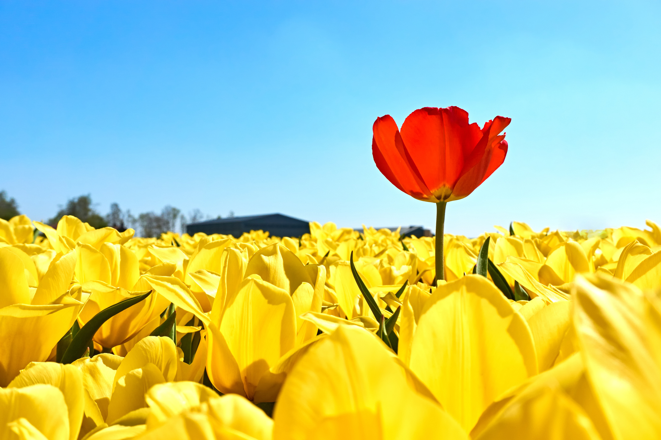 Foto: iStock